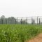 U.K. Environment secretary, Owen Paterson while inspecting a genetically modified crop trial in Harpenden Hertfordshire.